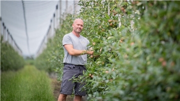 Obstbauer Julian Uelzen in einer Apfelplantage mit Hagelschutz-Netz.