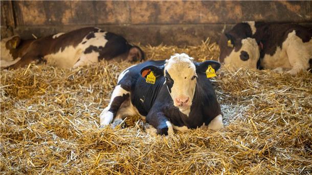Land verbietet Kastration junger Kälber ohne Betäubung Junge Kälber dürfen nach Bundesvorgaben auch ohne Betäubung kastriert werden. (Symbolbild)