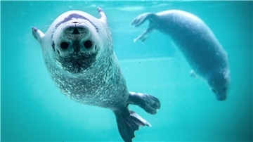 Junge Seehunde schwimmen in einem Becken der Norddeicher Seehundstation.