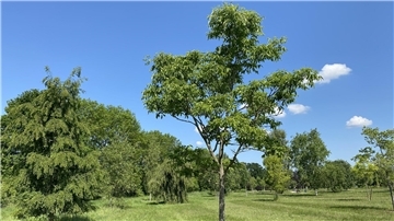 BZ-Serie „Baum-Looks“: Korkbaum – ein Baum der Zukunft? Junger Korkbaum – ein asiatischer Beitrag für Forst, Straße und Gärten sowie Parkanlagen