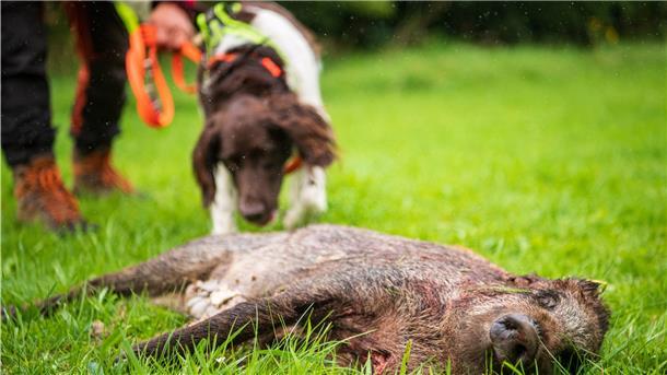Kadaver-Suchhunde, die wie hier das Aufspüren von Wildschweinen trainieren, um die Afrikanische Schweinepest (ASP) zu bekämpfen, sind gefragt. Auch Jäger im Cuxland können ihre Vierbeiner ausbilden lassen.