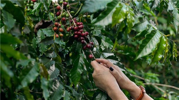 Empfindliche Bohnen: Wie der Klimawandel dem Kaffee zusetzt Kaffeebeeren werden auf der Plantage des Biologischen Instituts geerntet.