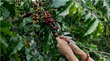 Kaffeebeeren werden auf der Plantage des Biologischen Instituts geerntet.