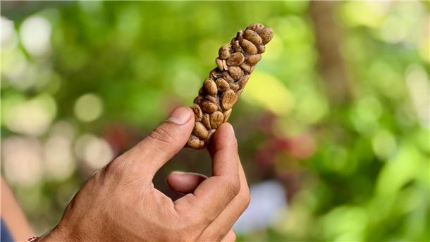 Wie Schleichkatzen für Luxuskaffee leiden Kaffeebohnen von Luwak Coffee (Kopi Luwak) werden von einer Schleichkatze wieder ausgeschieden.