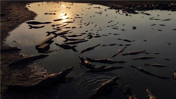 Brasilien ächzt unter Extremhitze und Trockenheit Kaimane liegen am Ufer des fast ausgetrockneten Flusses Bento Gomes im Pantanal-Feuchtgebiet im brasilianischen Bundesstaat Mato Grosso.