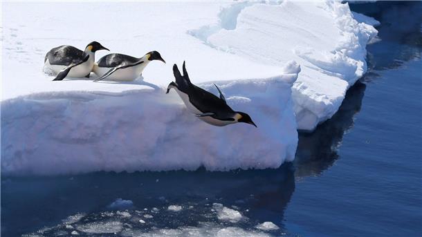 Umweltschützer: Kaum Fortschritte bei Antarktis-Tagung Kaiserpinguine in der Antarktis.