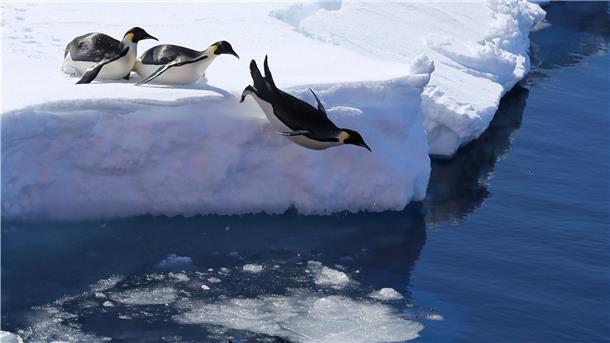 Kaiserpinguine springen von einer Eiskante ins Meer. Ihr Schicksal ist eng mit dem Meereis verknüpft.