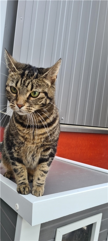 Katze Kalisi 