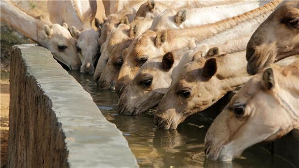 Erst ganz viel trinken und dann tagelang nichts Kamele tragen Gepäck, liefern Milch und kommen tagelang ohne Wasser aus.