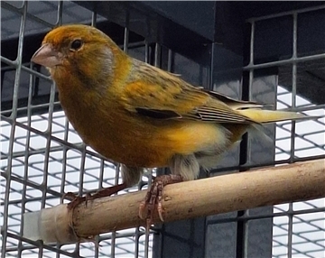 Ein kleiner Kanarienvogel mit gelblichem Gefieder