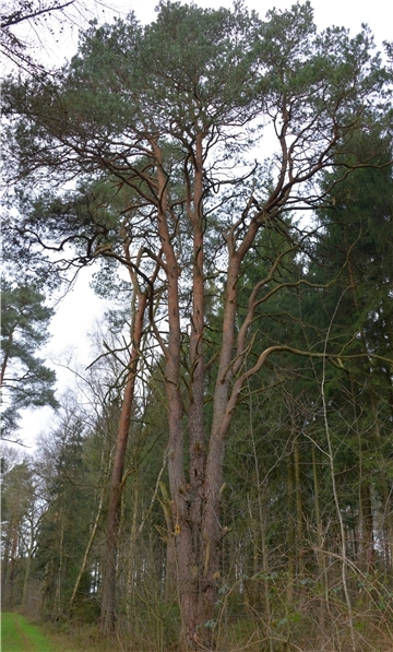 Kandelaberkiefer im Trochel bei Brockel, ein ohne menschlichen Eingriff entstandenes Naturdenkmal.