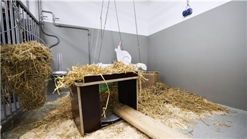 Kaninchen gehören nach Mäusen, Fischen und Ratten zu den häufigsten Versuchstieren.