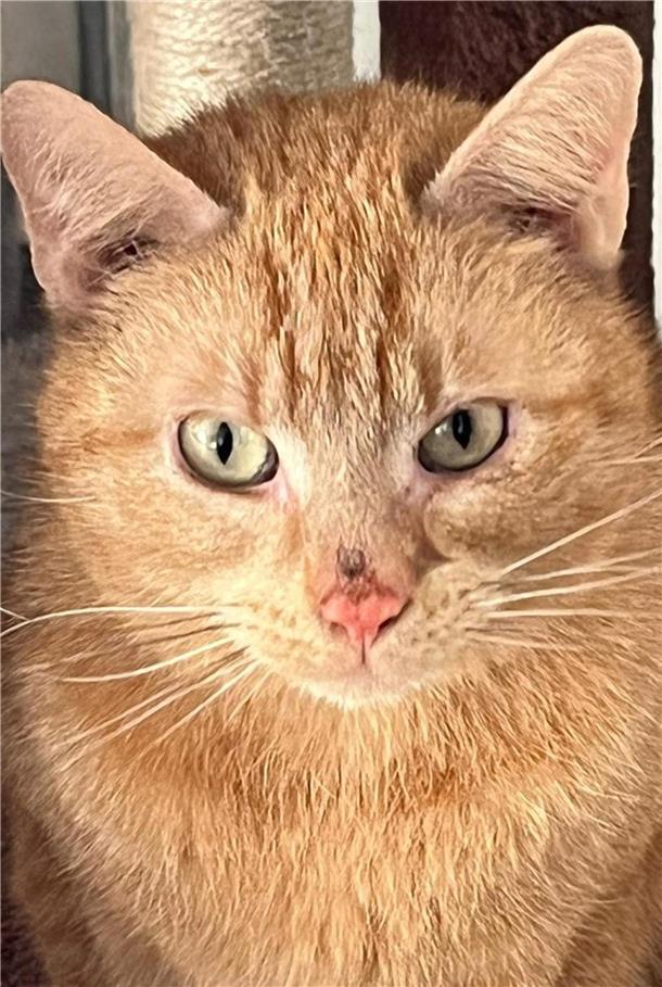 Kater Benni 