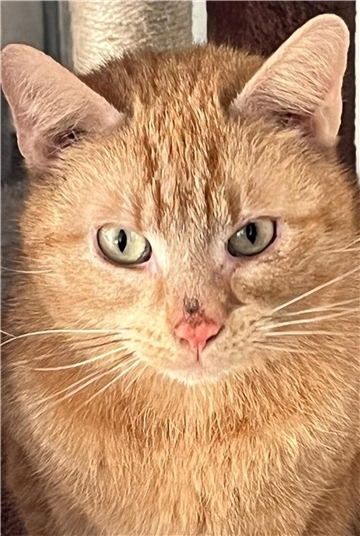 Kater Benni 