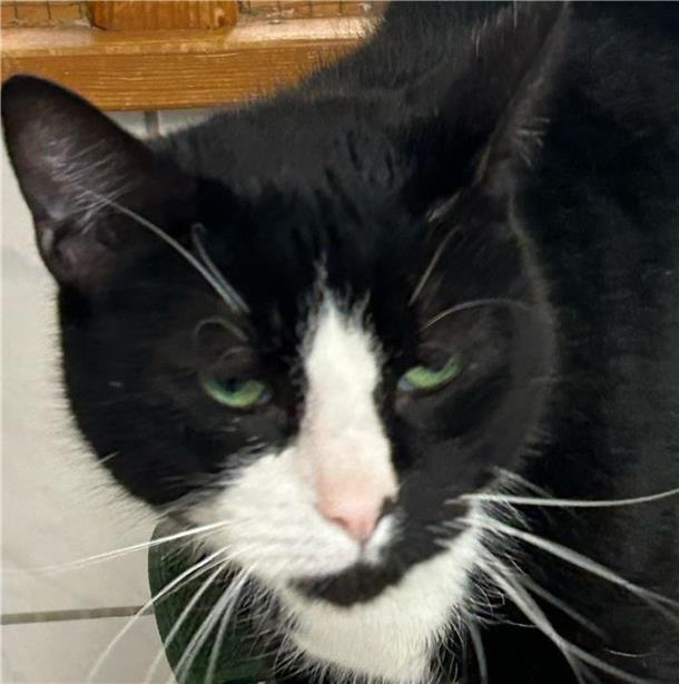 Kater Kuddel ist verschmust und sucht ein neues Zuhause Das Wittstedter Tierasyl Heimatlos sucht ein neues Zuhause für Kater Kuddel.