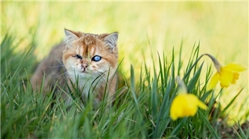 Katze sitzt im grünen Gras, ihr eines Auge ist sichtlich beschädigt, das andere trüb. Im Vordergrund gelbe Narzissen.
