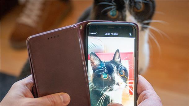 Kater Rico ist für längere Zeit im Katzenhotel untergebracht. Ab und an verschickt Ute Kellmer auch Videos an die jeweiligen Besitzer.