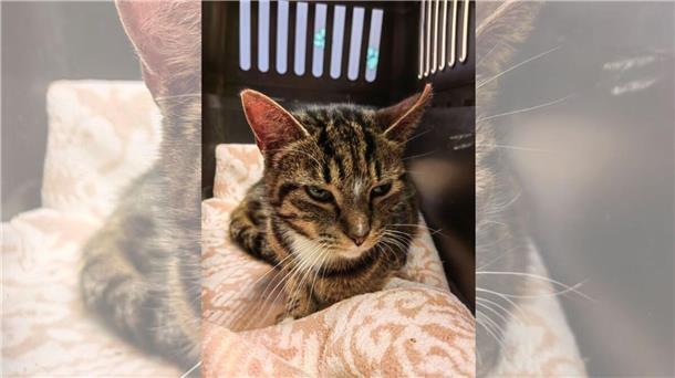 Katze Bijou hat schlimme Erfahrungen gemacht: Sie wurde mit einer Schrotflinte angeschossen. Nun sucht sie einen neuen Besitzer.