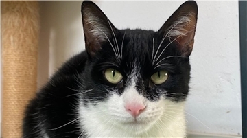 Katze Uschi ist verschmust - aber mit Grenzen.