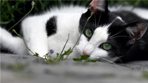 Katze in Lauerstellung.