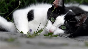 Katze in Lauerstellung.