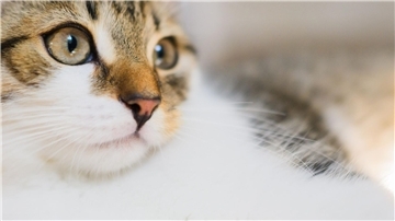 Katzen sind beliebte Haustiere und werden unter anderem für ihre Zuneigung geschätzt.