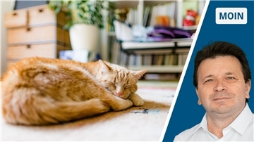 Eine Katze schläft im Wohnzimmer auf dem Boden. 
