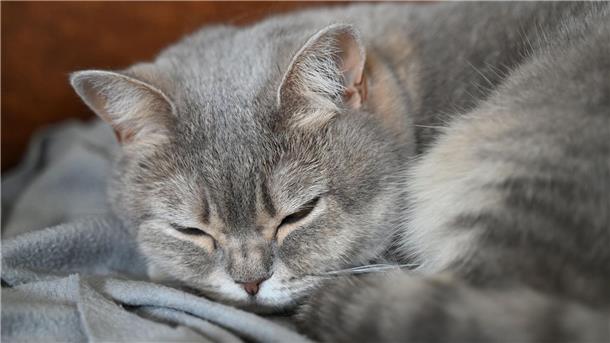 Mehr als sieben Milliarden für Haustiere - Branche stabil Katzen sind nach wie vor das beliebteste Haustier in Deutschland. (Archivbild)