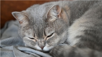 Katzen sind nach wie vor das beliebteste Haustier in Deutschland. (Archivbild)
