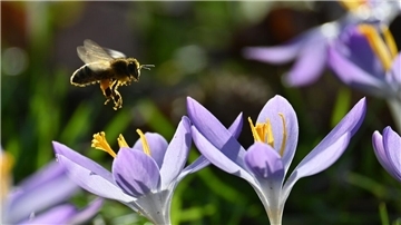Biene und Krokus