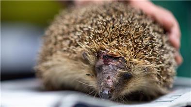 Immer wieder werden Igel von Mährobotern verletzt. 

