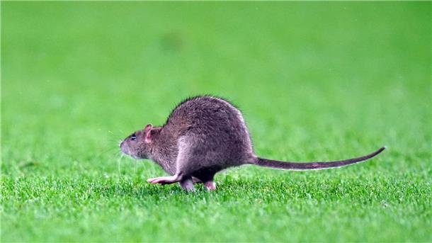 Ratte stört WM-Quali-Spiel - Courtois‘ Fangversuch misslingt Kein Symbolbild: Diese Ratte lief in Cardiff über den Stadionrasen.