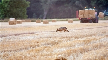 Keine Scheu: Dieser Wolf wurde vor wenigen Tagen auf einem Getreidefeld gesichtet.