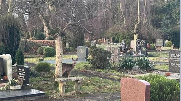 Keine Seltenheit: Rehe auf dem Langener Friedhof. Die Tiere taten sich bislang  immer wieder gütlich an den Blumen und Gestecken auf den Gräbern.