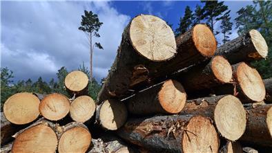 Mehr Kontrollen gegen Holzdiebstahl im Wald Kiefernstämme liegen in einem Wald bei Bad Colberg-Heldburg.