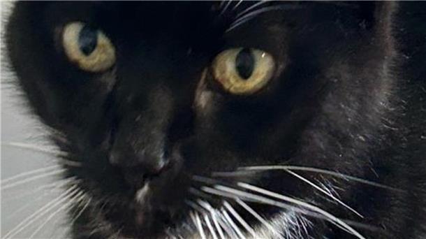 Kimba wartet im Tierasyl Wittstedt auf ein ruhiges Zuhause mit viel Zuwendung.