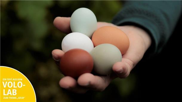 Braun, Weiß, Grün: Was steckt wirklich hinter der Eierschalenfarbe? Eine Hand hält fünf verschieden farbige Eier. Darunter zwei braune, zwei grüne und ein weißes Ei.