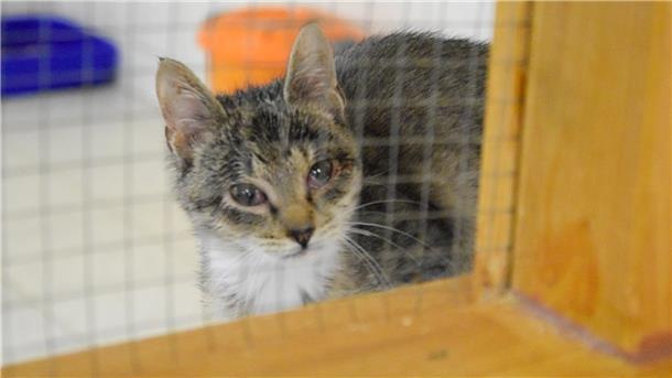 Eine Katze schaut durch ein Gitter.
