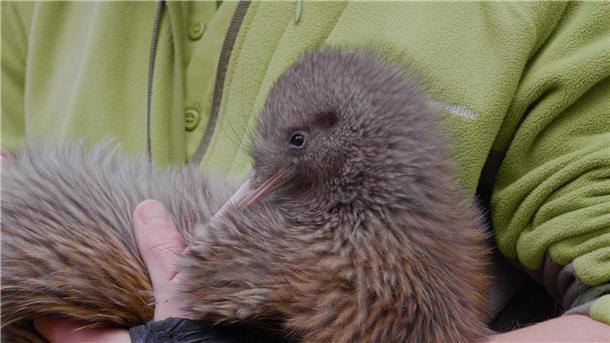 Komischer Vogel: Warum Neuseeland seine Kiwis so liebt Kiwis sind die kleinsten Laufvögel der Welt und kommen nur in Neuseeland vor.