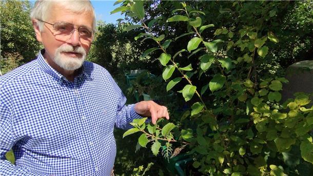 Dieser Mann hat ein Faible für Mönchskotkäfer und Rindenstreckspringer Klaus Müller betrachtet Larven von Blattwespenraupen.