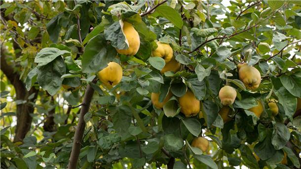 Klebrige Blätter des Zitronenbaumes entstehen durch die Ausscheidungen der Blattläuse, erläutert unser Experte.
