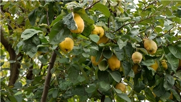 Klebrige Blätter des Zitronenbaumes entstehen durch die Ausscheidungen der Blattläuse, erläutert unser Experte.