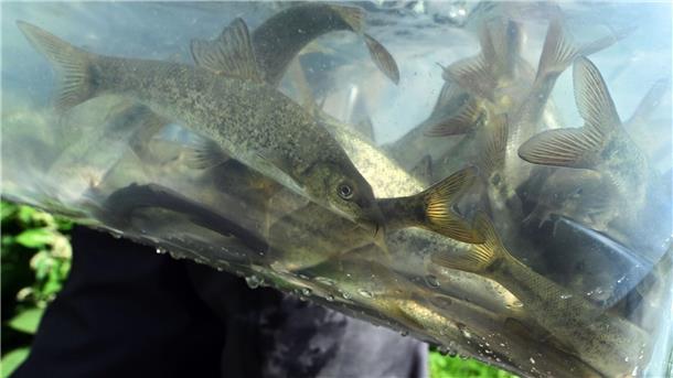 Kleine Barben werden in einem Fluss ins Wasser gesetzt, damit sie sich dort wieder ansiedeln.