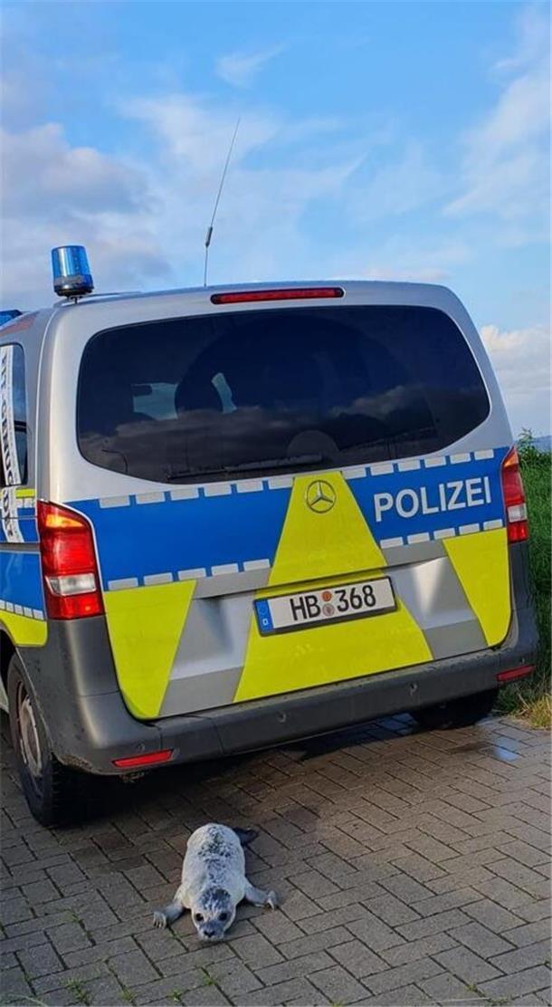 Kleiner Seehund, großes Auto: Ob auch Robbenkinder gern mal im Polizeiauto fahren wollen?