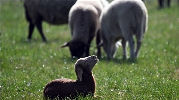 Kleinere Tiere wie Lämmer kann ein Goldschakal leicht erbeuten. (Symbolbild)