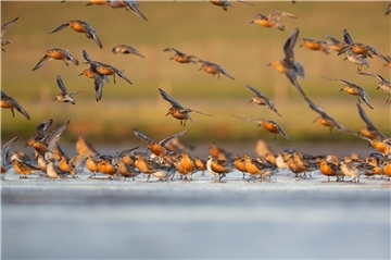 Knutts gehören zu den arktischen Vögeln, die besonders stark vom Klimawandel betroffen sind. Die Zahl der im Wattenmeer rastenden Knutts hat um rund ein Drittel abgenommen.