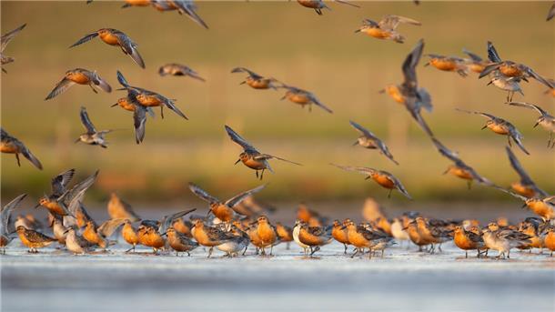Knutts im Anflug auf das Wattenmeer