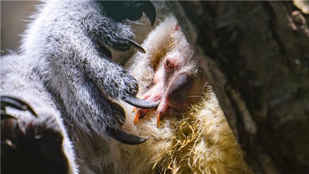 Nach Koala-Drama wieder Nachwuchs im Duisburger Zoo Koala-Nachwuchs in Duisburg: Das Jungtier schaut vorsichtig aus dem Beutel.