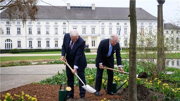 Jubelrufe und Fähnchen: Charles und Camilla in Berlin König Charles III. (r) und Bundespräsident Frank-Walter Steinmeier pflanzen im Garten von Schloss Bellevue eine Manna-Esche.