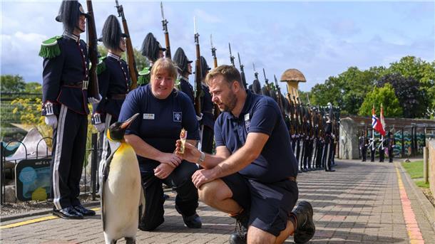 Pinguin in Schottland zum Generalmajor befördert Königspinguin Sir Nils Olav erhält seine Auszeichnung von den Mitarbeitern des Edinburgher Zoos.